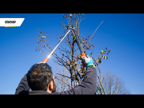 Video: Le rose rampicanti non si arrampicano: perché una rosa rampicante non si arrampica