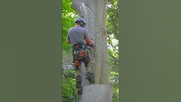 Beech removal with crane. #treework #arborist #treeclimbing #chainsaw