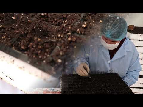 აგროსერვის ცენტრის საჩითილე მეურნეობა