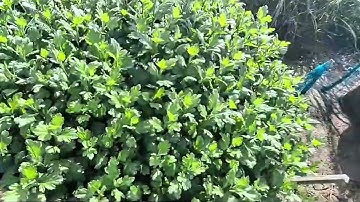 Cập nhật tình hình phát triển cúc pha lê chậu 1m ngày 21/9 Tết 2026