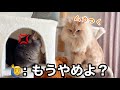 大喧嘩になった猫たち、パパが仲裁に入る事態に。