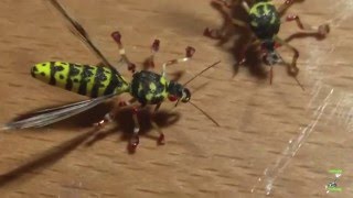 fly tying THE UF SPECIAL WASP por Jorge G