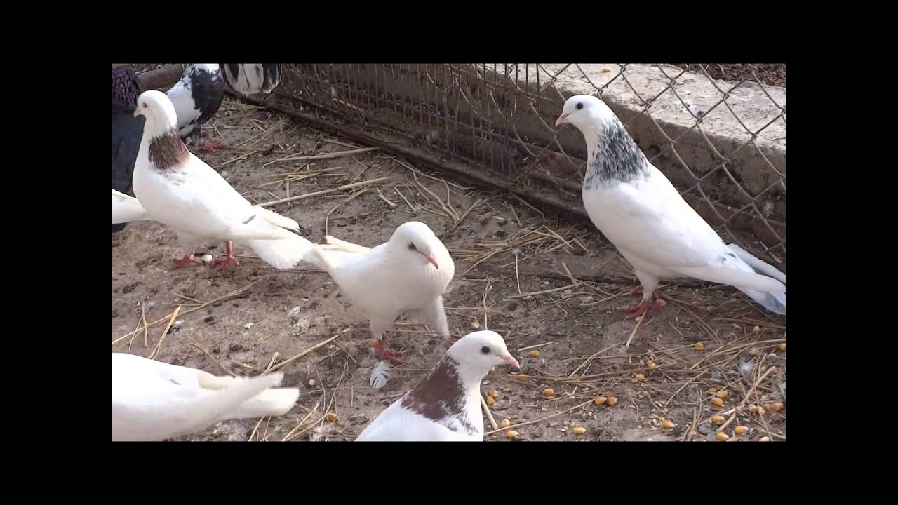 Армянский голубь - YouTube