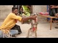 Funny Monkey Dance Video.Comedy Drama in India.Bandar ka khel.कॉमेडी बन्दर का खेल,मदारी.Madari