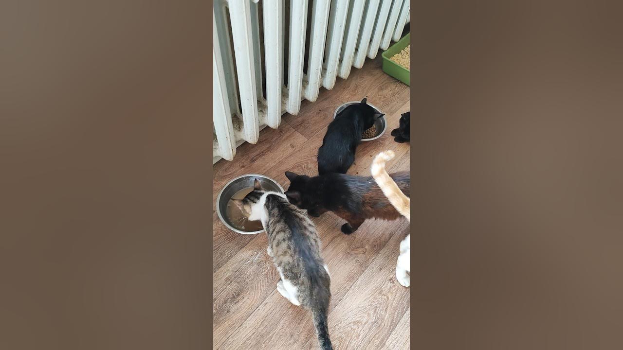 Вкусняшки для Моих Котиков #котики #cat - YouTube