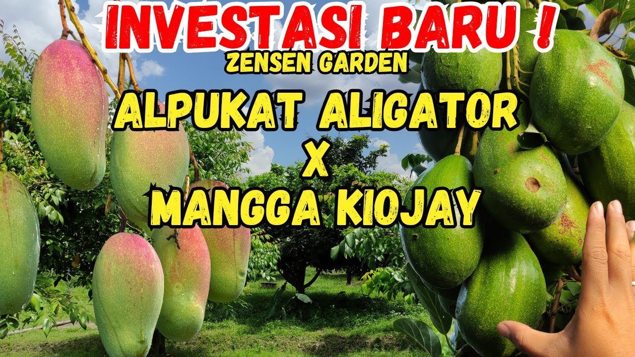 Investasi untuk anak cucu ! Alpukat Aligator Vs Mangga Kiojay