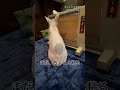 スフィンクスほたて猫にはキウイみたいな模様があります。