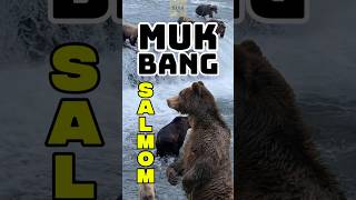 Musim Migrasi Salmon Waktunya Beruang Makan - Makan 😋