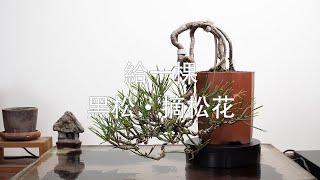 藏生園 - 黑松·摘松花