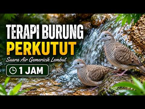 Suara Air untuk Burung Perkutut