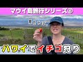 【最初で最後の2人旅⑧】ハワイでっ？！絶景のイチゴ狩り！の回