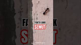 “FAKTA ANEH :Semut Gak Pernah Tidur?! 🐜😱” #shortviral #shorts #faktaunik