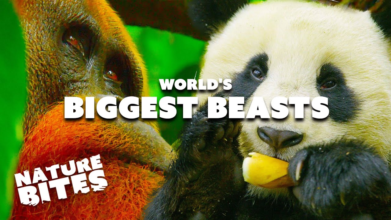 Biggest Panda In The World