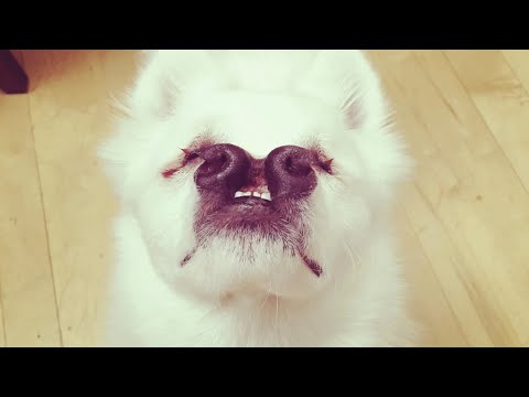 Video: Blindhund har sin egen ögonhund - och de söker båda efter ett evigt hem tillsammans!