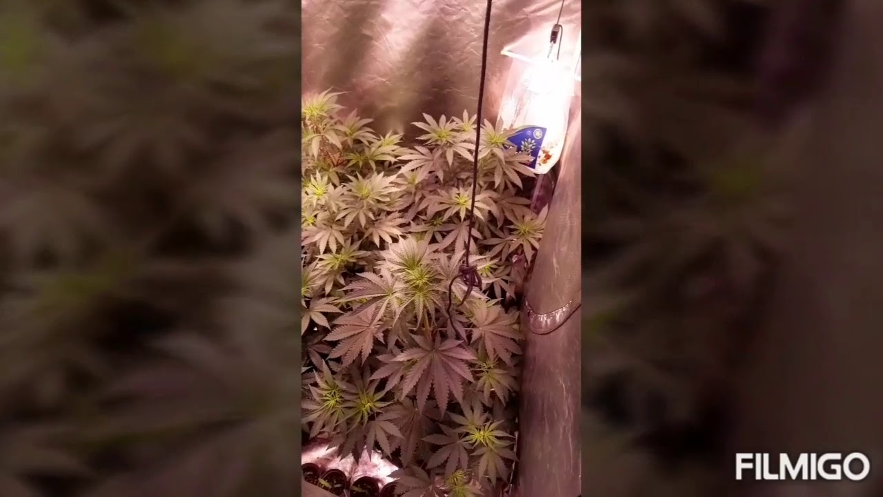 ROYAL BLUEBERRY GELATO. SO SWEET 