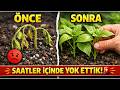 Fideleriniz Ölmeden Önce Sadece Saatleriniz Var! Toprak Sineklerini Anında Yok Eden Sır 🚨