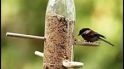 bird food & watering Gardening Sekho in Hindi/Urdu  Gardening Sekho in Hindi/Urdu