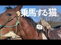 エサを守って乗馬も得意な「遠野もじゃ牧場の猫」