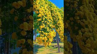 Beautiful Flower Scenery #Nature #Flowers #Beautiful #Satisfying #Viral #Video #Garden