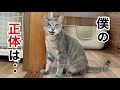 【保護猫】2ヶ月後に身元が判明... 驚きの過去が明らかに