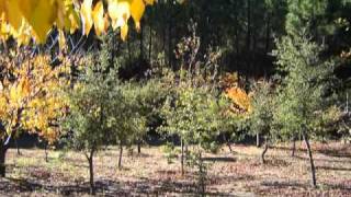 Otoño. Cerezos, robles y castaños. 2008