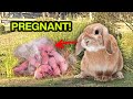 Abandoned Park Bunny found PREGNANT! 😱 Gave birth to 5 babies!