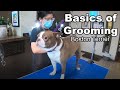 Basics of Dog Grooming | Boston Terrier Edition の動画、YouTube動画。