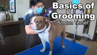 Basics of Dog Grooming | Boston Terrier Edition