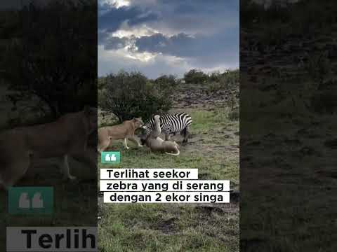 Seekor zebra sedang berusaha lepaskan diri dari cengkeraman 2 ekor singa by DANIVLOG45