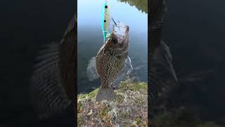 crappie on top water choppo #fishing #abugarcia #berkley #fyp