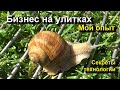 Бизнес на улитках - Моя технология промывки виноградных улиток