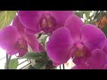 Орхидеи цветут 10 февраля 2020