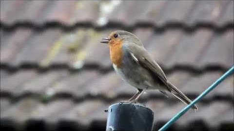 Robin Alarm Call and Dance
