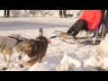 Sled Dogs in Slow Motion