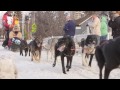 Sled Dogs in Slow Motion