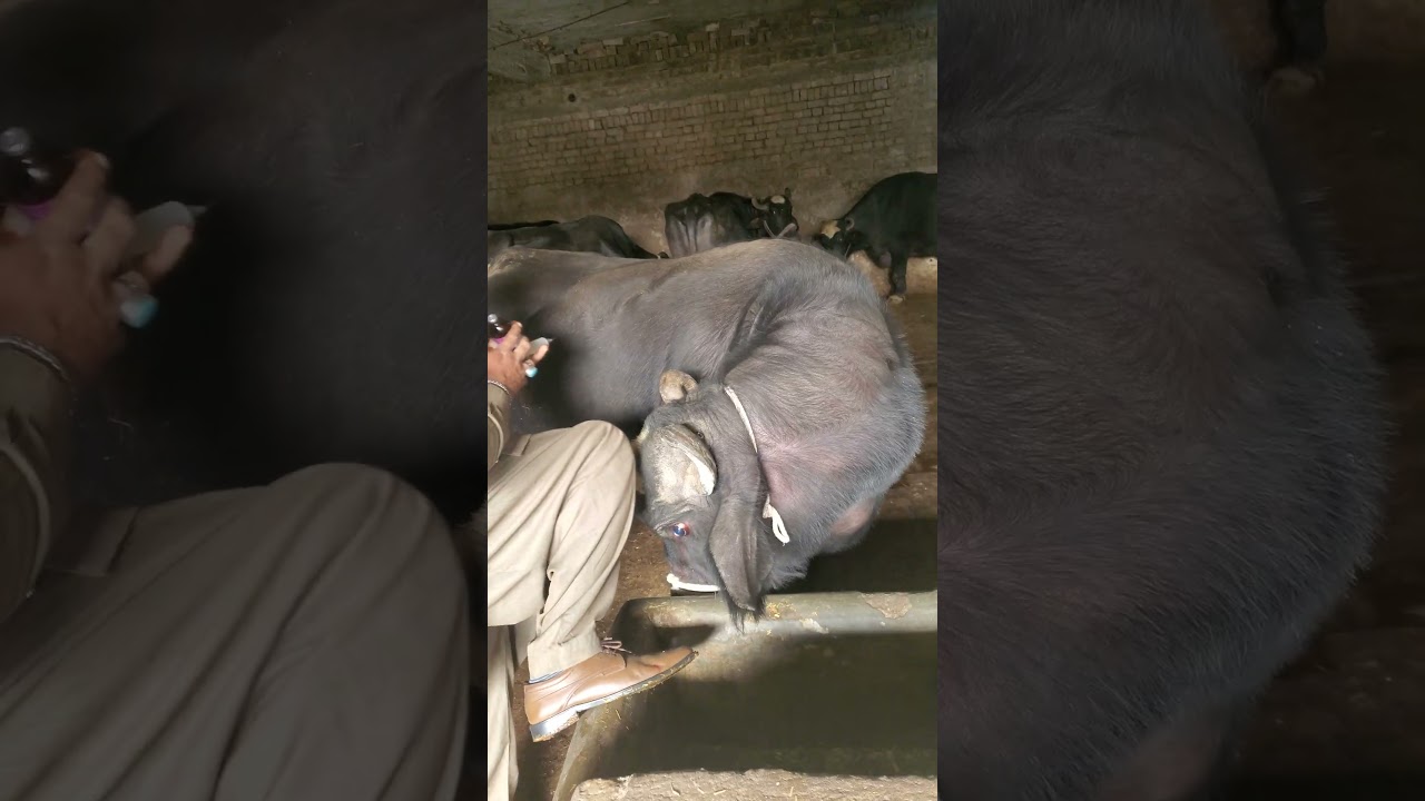 Learn dairy farming treatment