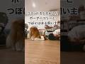 コマンドをど忘れしたボーダーコリーとつぼにはまる飼い主 #ボーダーコリー #可愛い犬