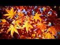 Respighi- Poema autunnale (Autumn Poem) for violin & orchestra