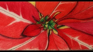 Coloring a Poinsettia with Polychromos Pencils