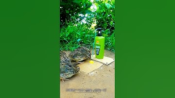 DIY Quail Trap Using a Plastic Bottle – Genius Survival Hack #Shorts #birds #shortsfeed #short