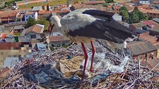 El macho retira el pollo muerto  Madrigal de las Altas Torres  Nido de cigüeña nº 3