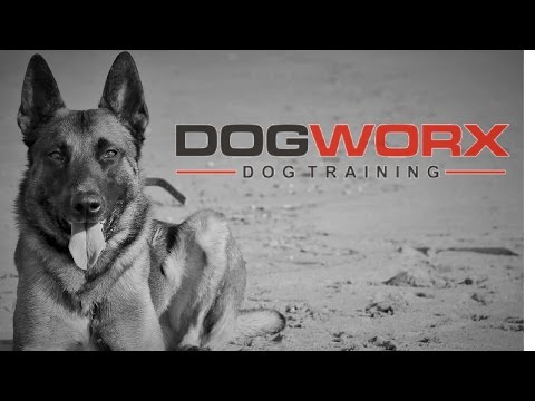 dog-training-savannah-|-best-savannah,-ga-dog-trainer-|-dogworx