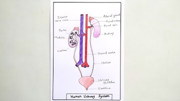 How to draw a Human urinary system Diagram Drawing || easy science project making || Urinary System