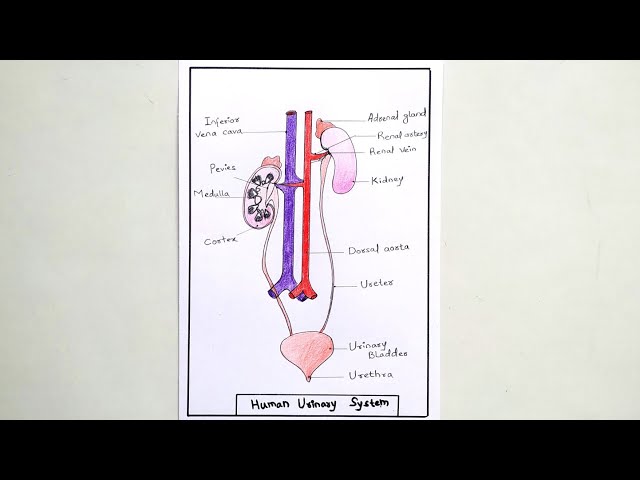 Draw a diagram of the human excretory system and label the various parts. -  Brainly.in