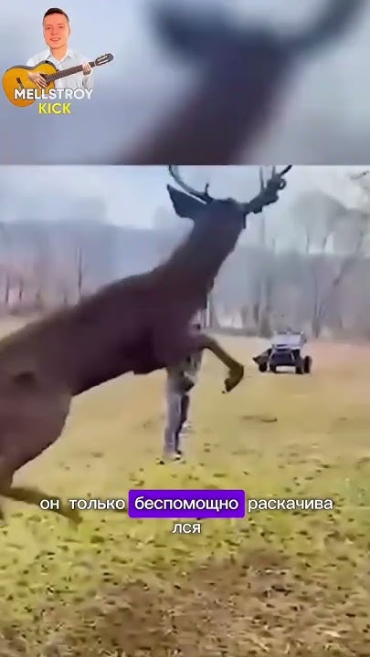 Олень попал в капкан и чуть не погиб,но добрые люди спасли его#животные ...