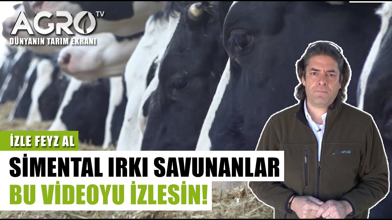 Simental Irkı Savunanlar Bu Videoyu İzlesin! | İzle Feyz Al