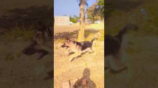 German shepherd dog double coat barking sound