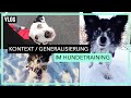 Update welpengruppe  thema kontext  generalisierung im hundetraining