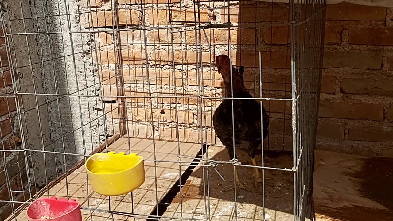 Pollo de 3 meses y medio caballo de guerra gallo negro gallo prieto war ...