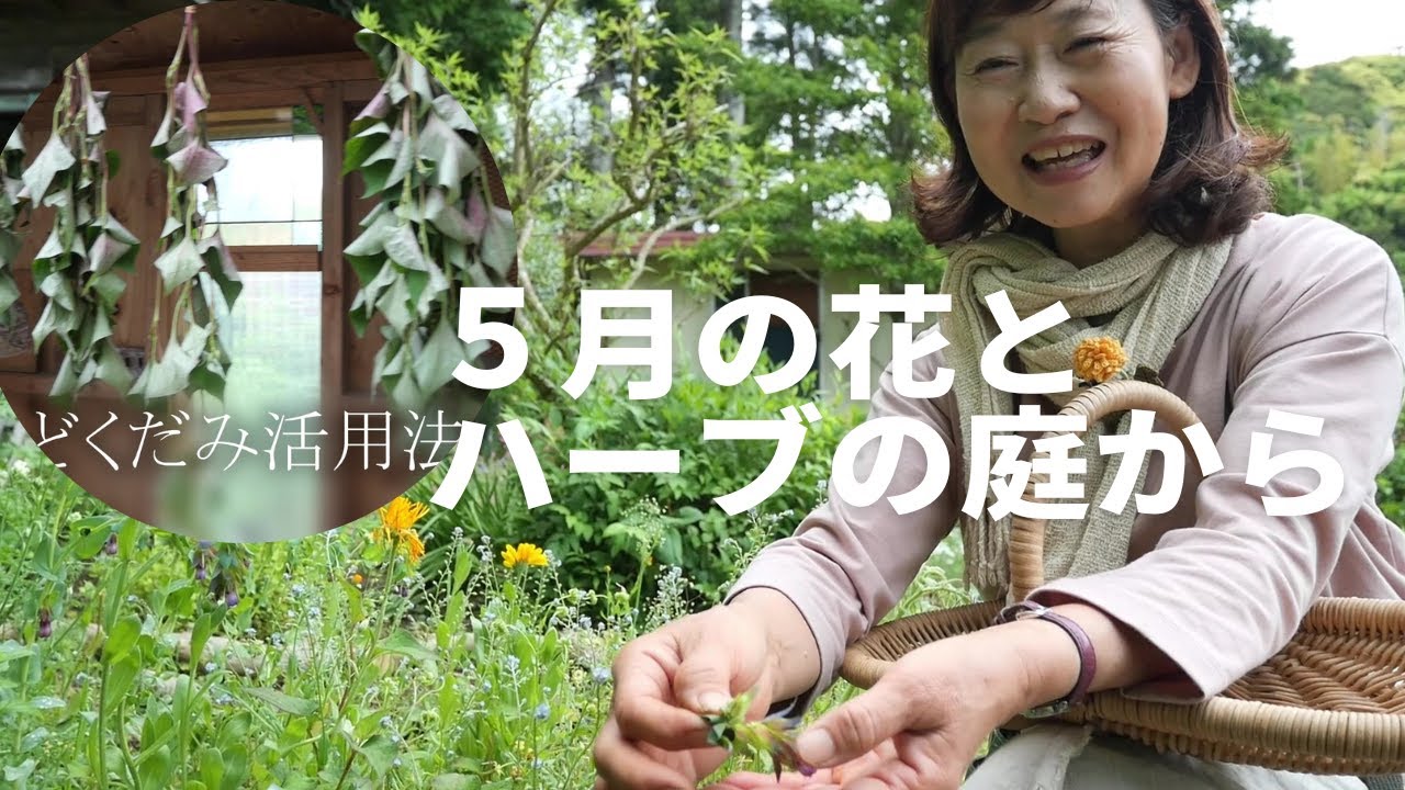5月の花とハーブの庭から~カモミール３段活用・どくだみ活用法その他